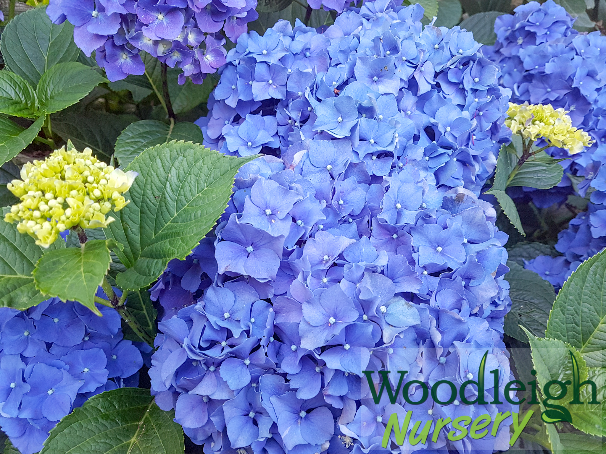 Hydrangea macrophylla Miss Belgium