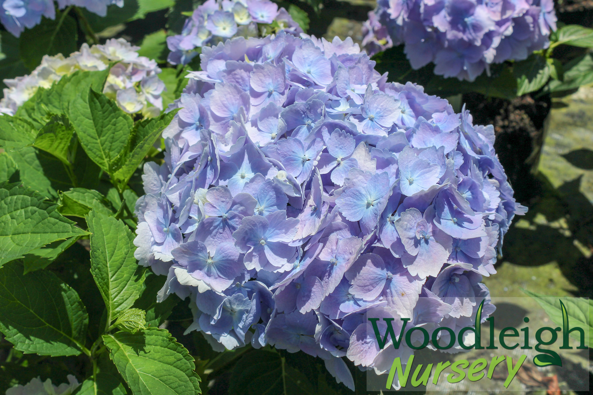 Hydrangea macrophylla Madame Truffaut