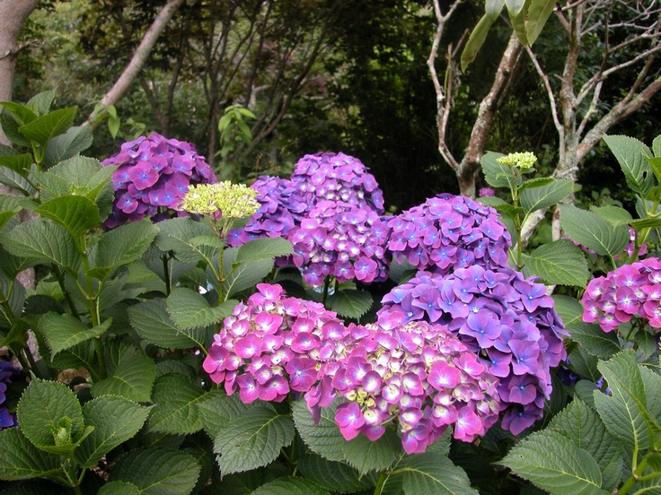 Hydrangea macrophylla Montgomery