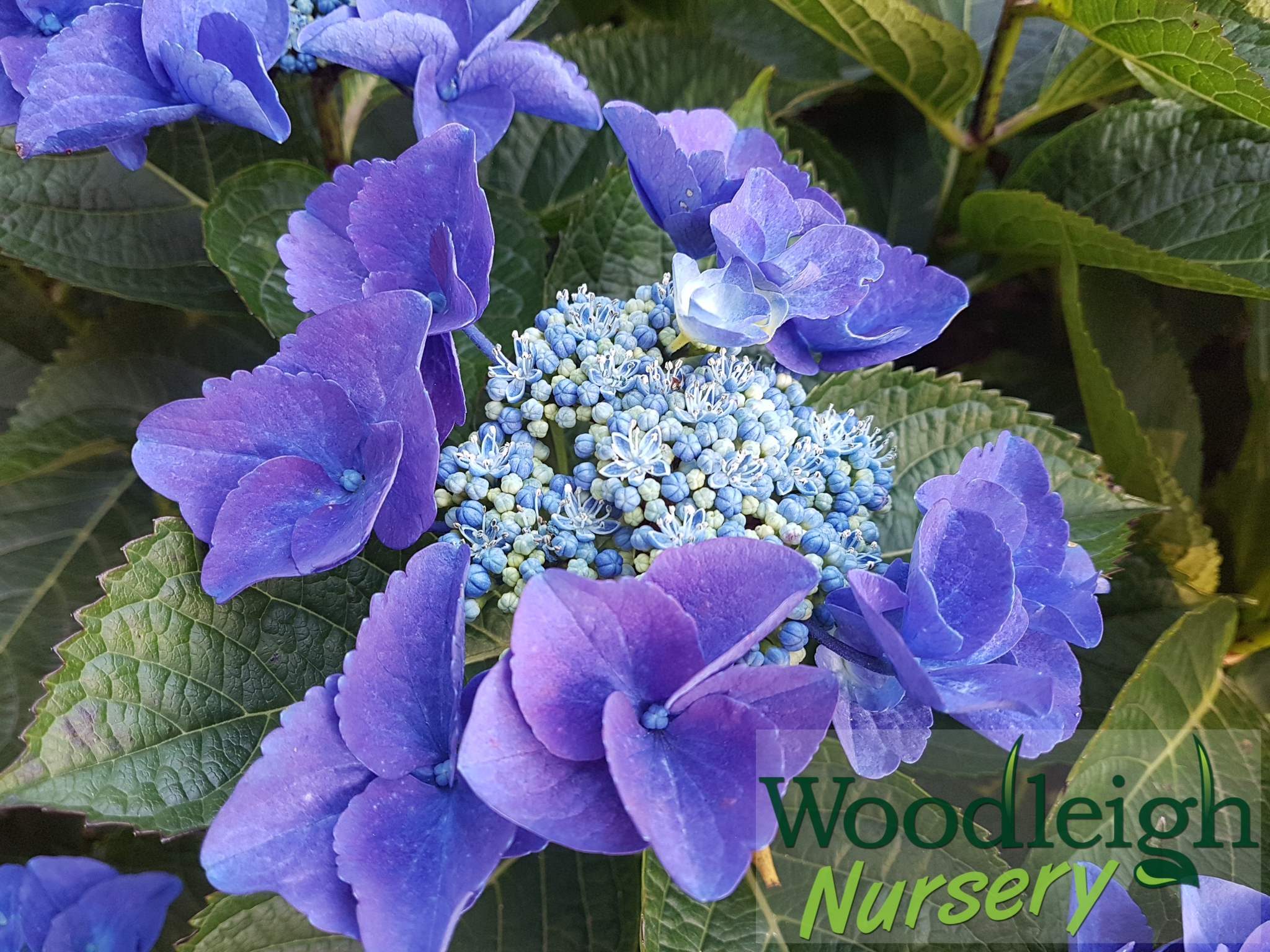Hydrangea macrophylla Nizza