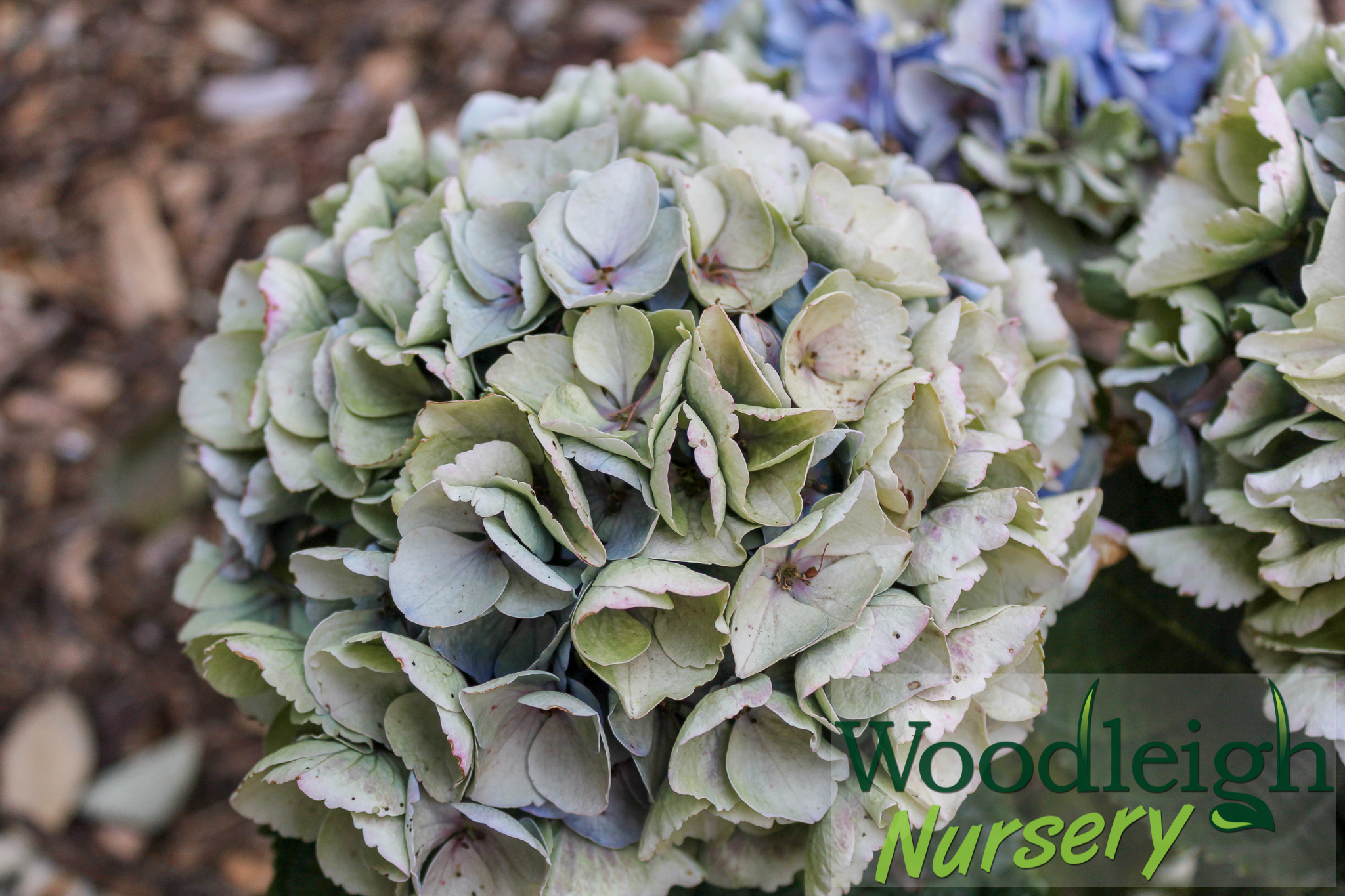Hydrangea macrophylla Opal (antique)
