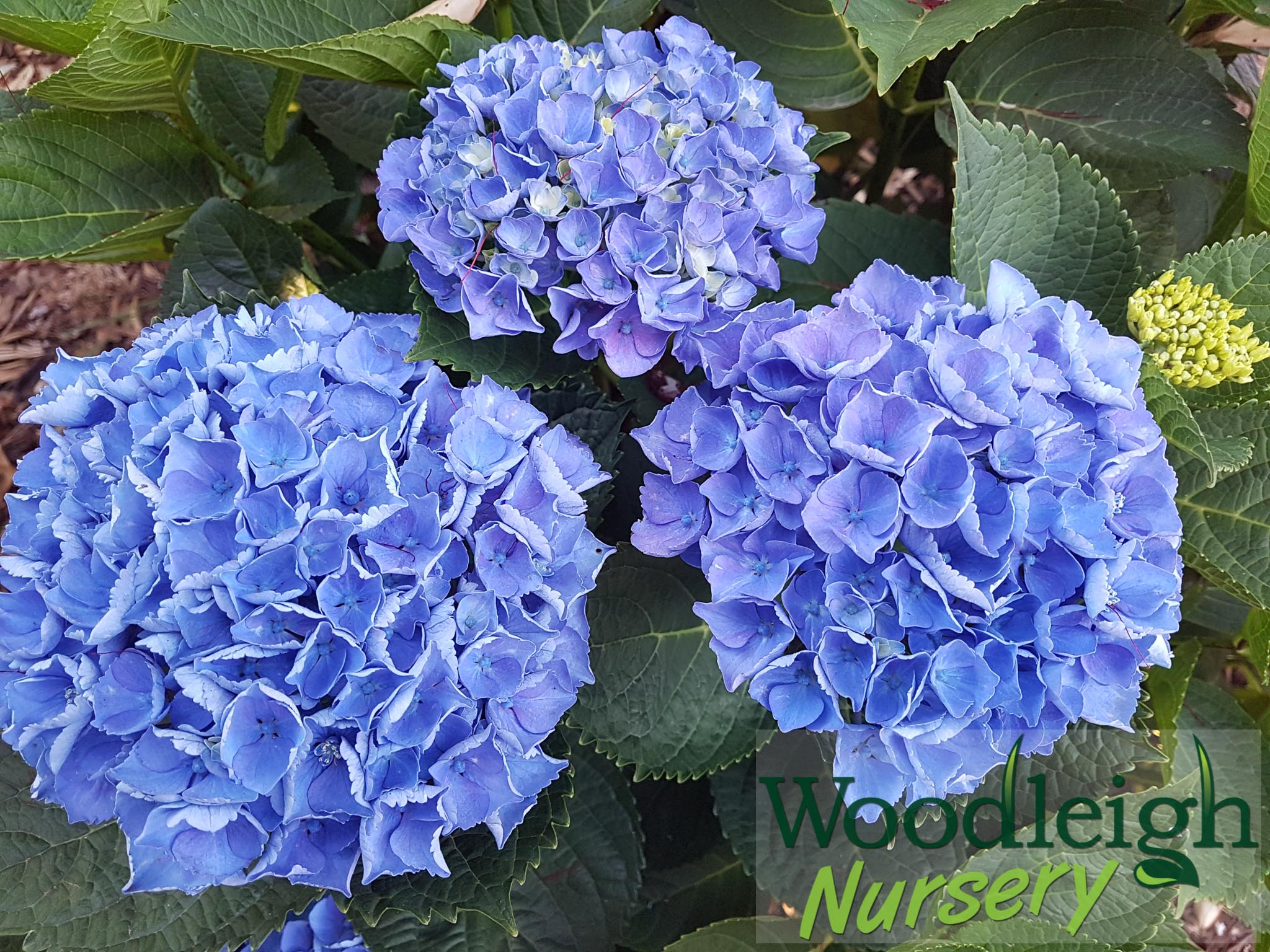Hydrangea macrophylla Opal