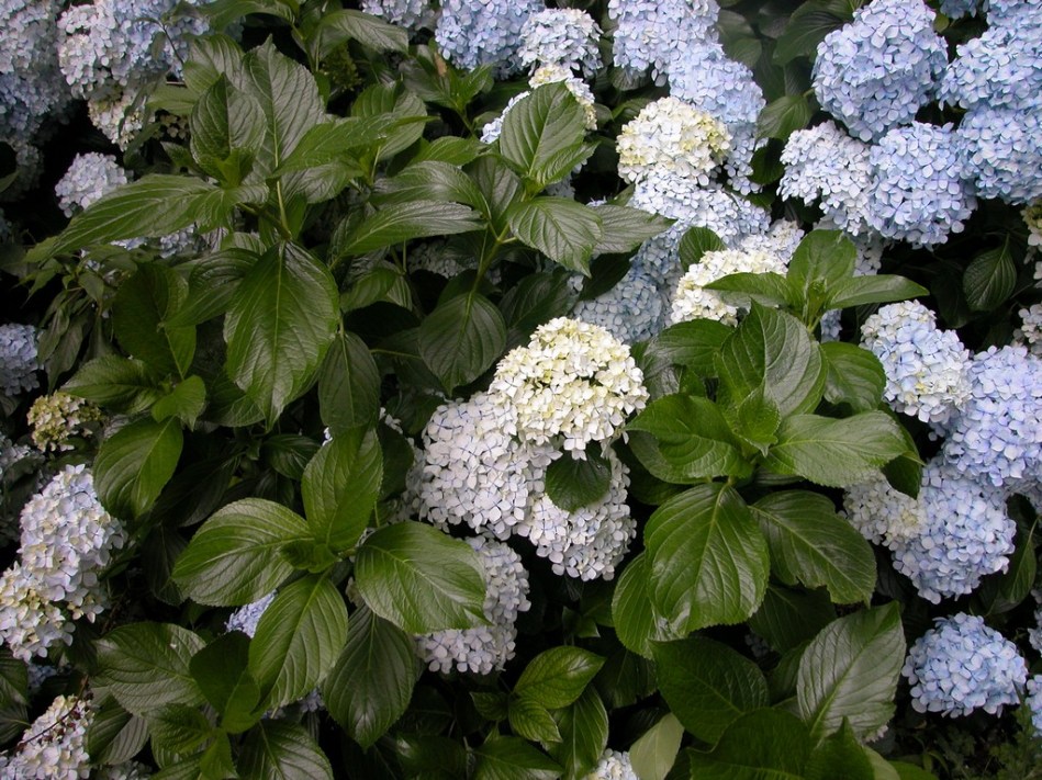 Hydrangea macrophylla Otaksa