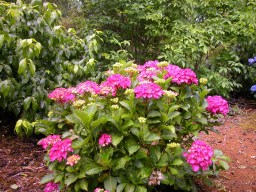 Hydrangea macrophylla P&nbsp;Red