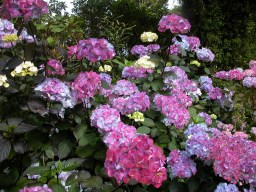 Hydrangea serrata Preziosa