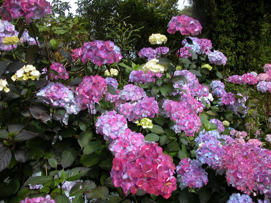 Hydrangea serrata Preziosa