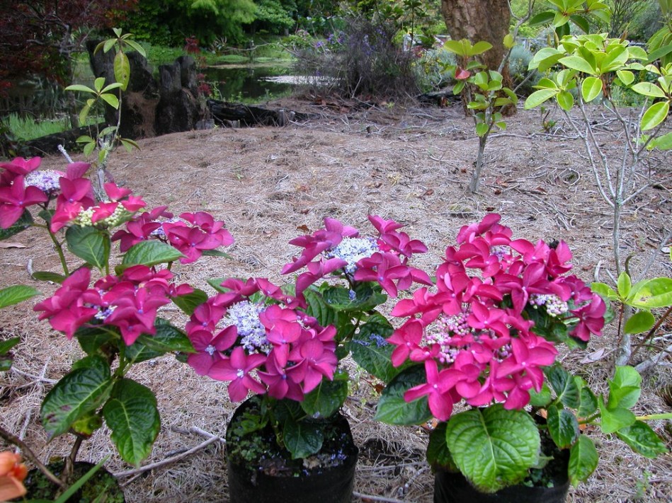 Hydrangea macrophylla Redstart (Rotschwanz)
