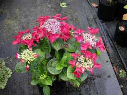 Hydrangea macrophylla Redstart&nbsp;(Rotschwanz)