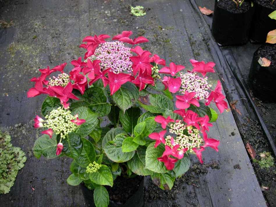 Hydrangea macrophylla Redstart (Rotschwanz)