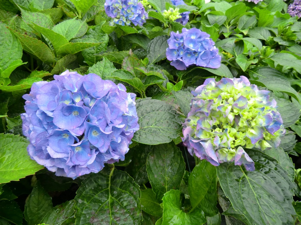 Hydrangea macrophylla Renate Steiniger