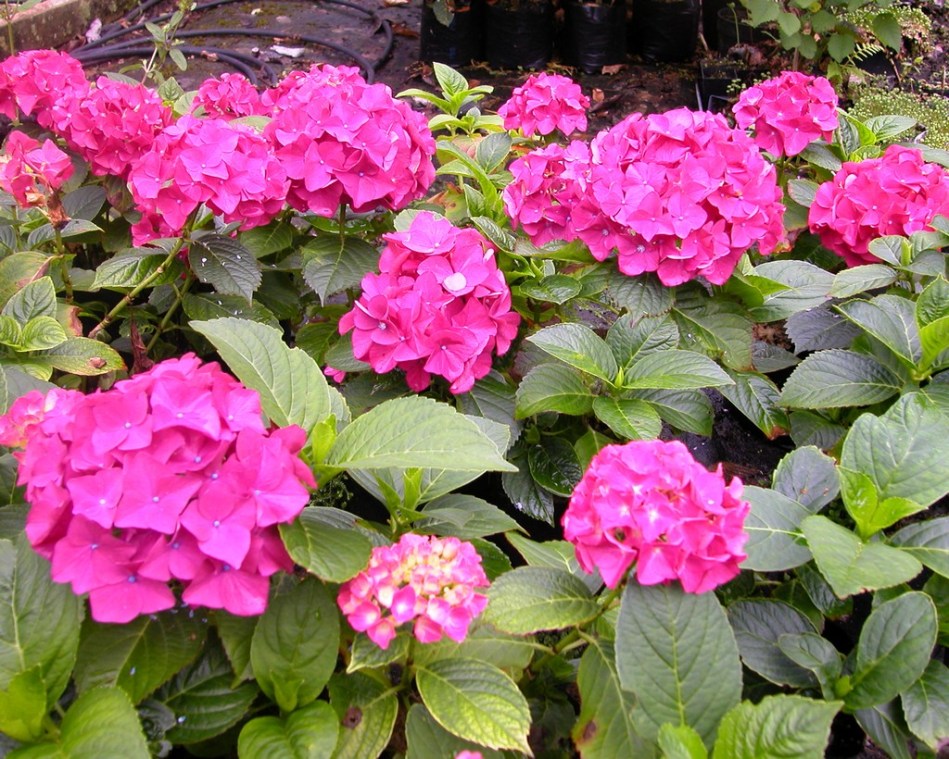 Hydrangea macrophylla Rheinland (Red Glow)