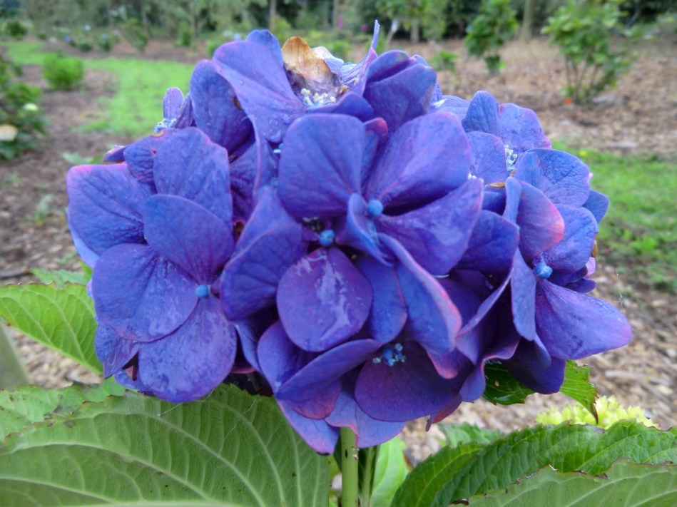 Hydrangea macrophylla Rochambeau **