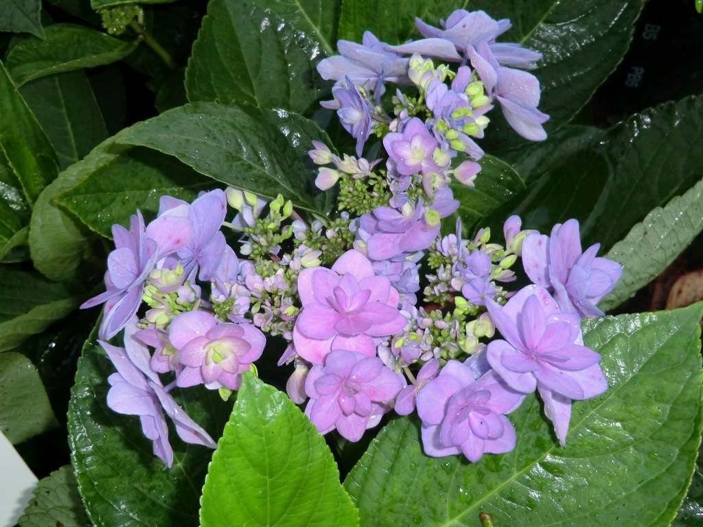 Hydrangea macrophylla Romance (PVR)