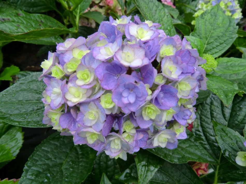 Hydrangea macrophylla Together (PVR)