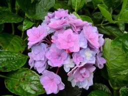 Hydrangea macrophylla Together&nbsp;(PVR)