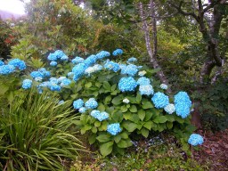 Hydrangea macrophylla Vibraye (Generale Vicomtesse de&nbsp;Vibraye)