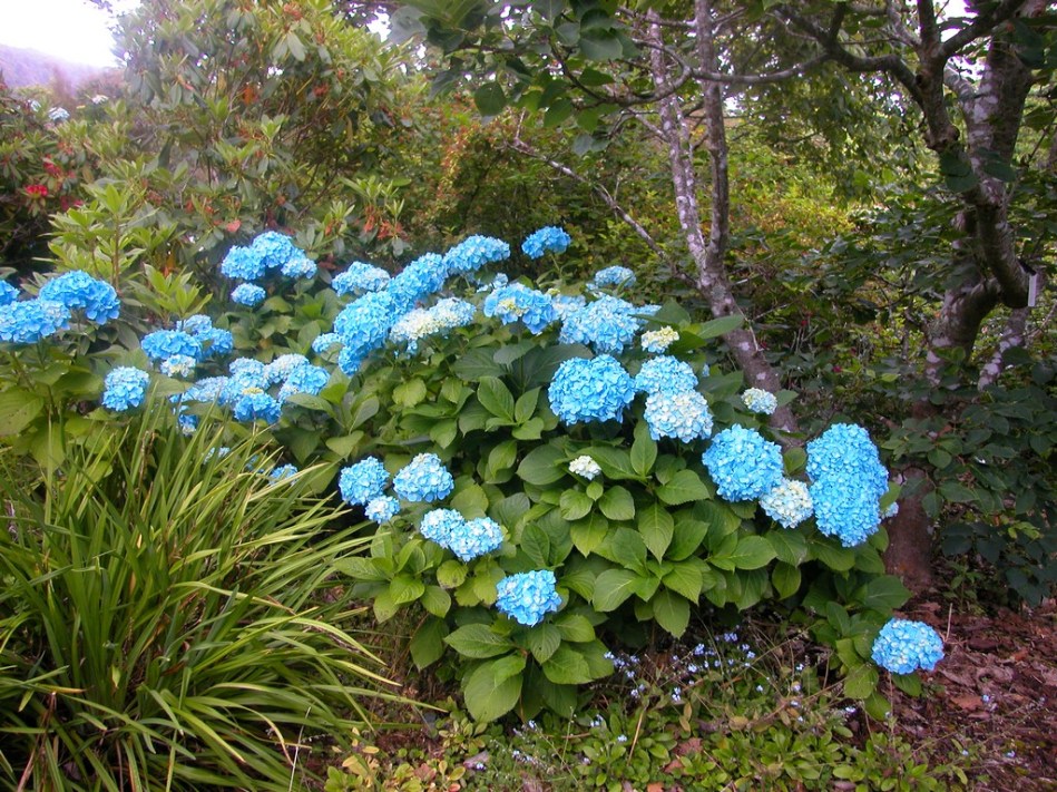 Hydrangea macrophylla Vibraye (Generale Vicomtesse de Vibraye)