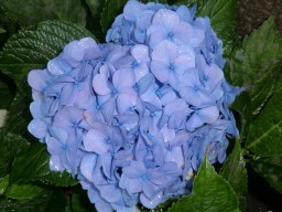 Hydrangea macrophylla Vibraye (Generale Vicomtesse de&nbsp;Vibraye)