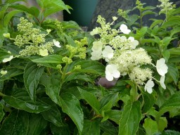 Hydrangea paniculata ssp&nbsp;viridis