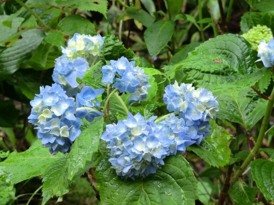 Hydrangea serrata Wryneck