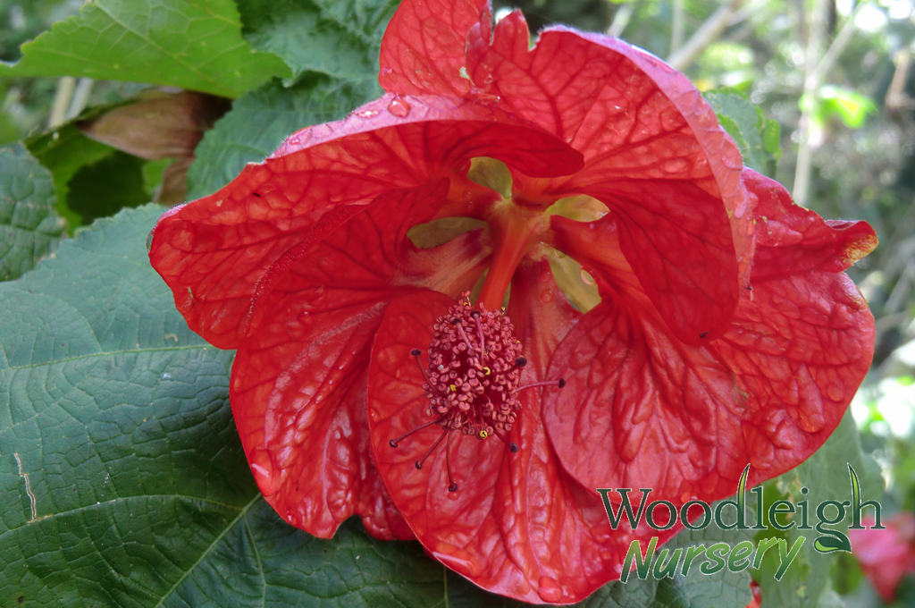 Abutilon Strawberry Crush