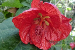 Abutilon Strawberry Crush