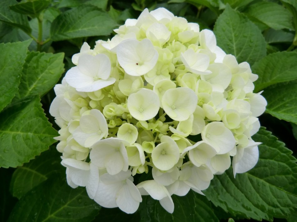 Hydrangea macrophylla Agnes Pavelli