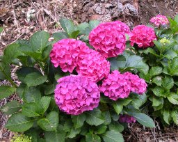 Hydrangea macrophylla Alpenglow&nbsp;(Alpengluhn)