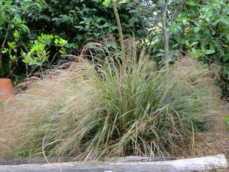 Anemanthele lessoniana