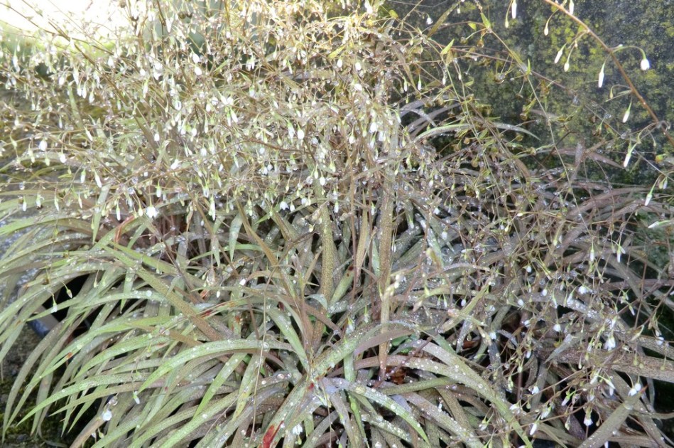 Arthropodium candidum