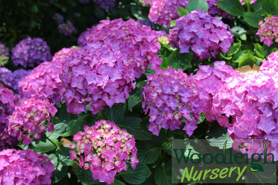 Hydrangea macrophylla Arthur Billard
