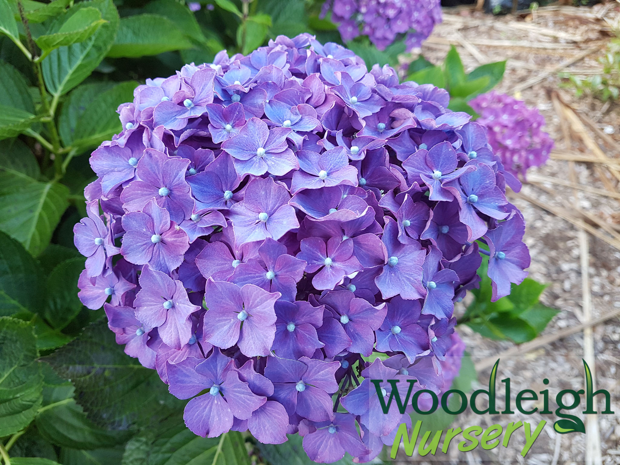 Hydrangea macrophylla Arthur Billard