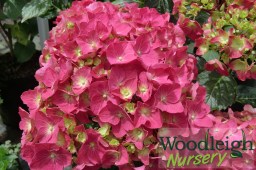 Hydrangea macrophylla Arthur&nbsp;Billard