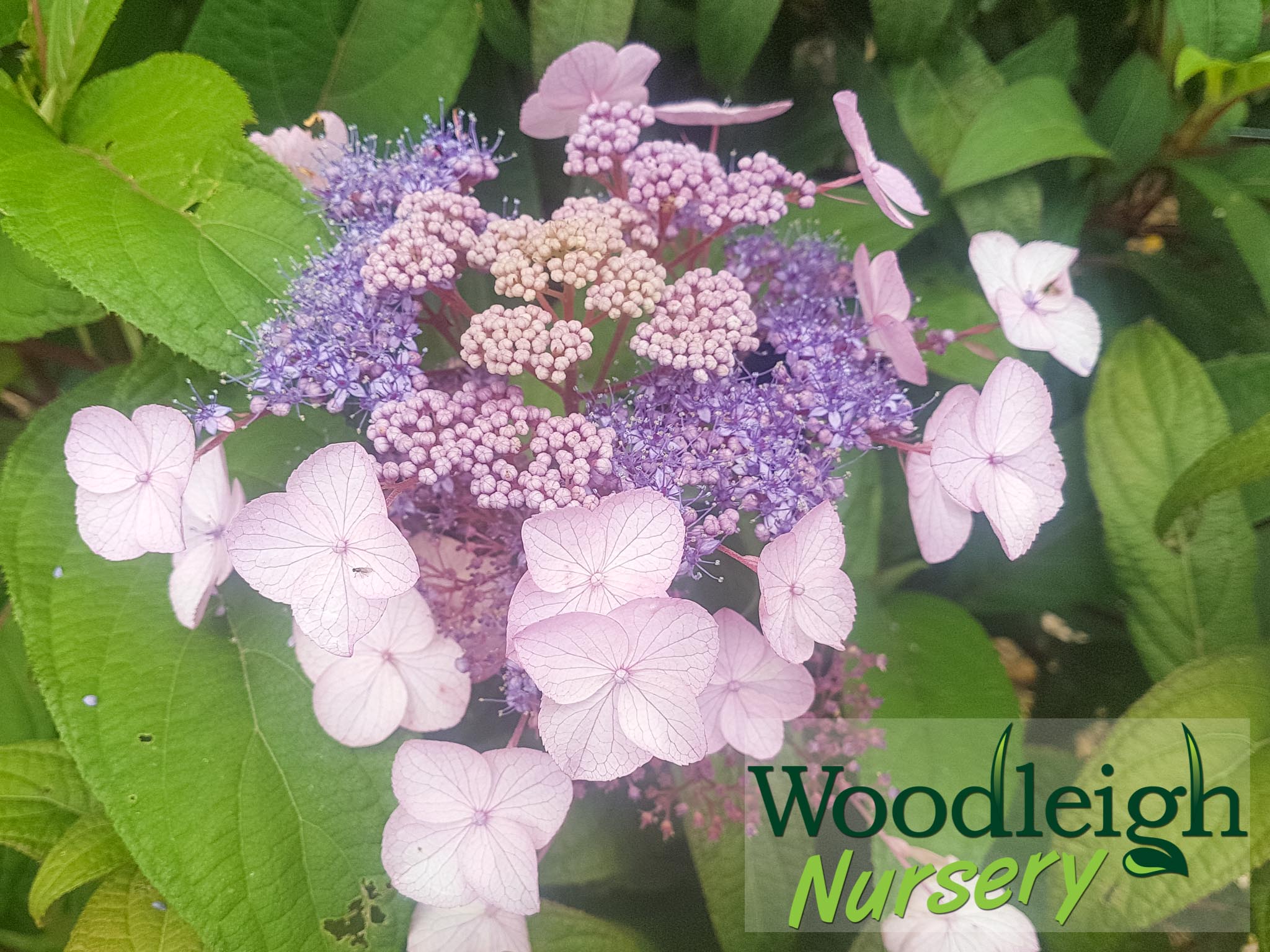 Hydrangea aspera Pink Lace