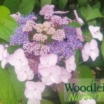 Hydrangea aspera Pink Lace