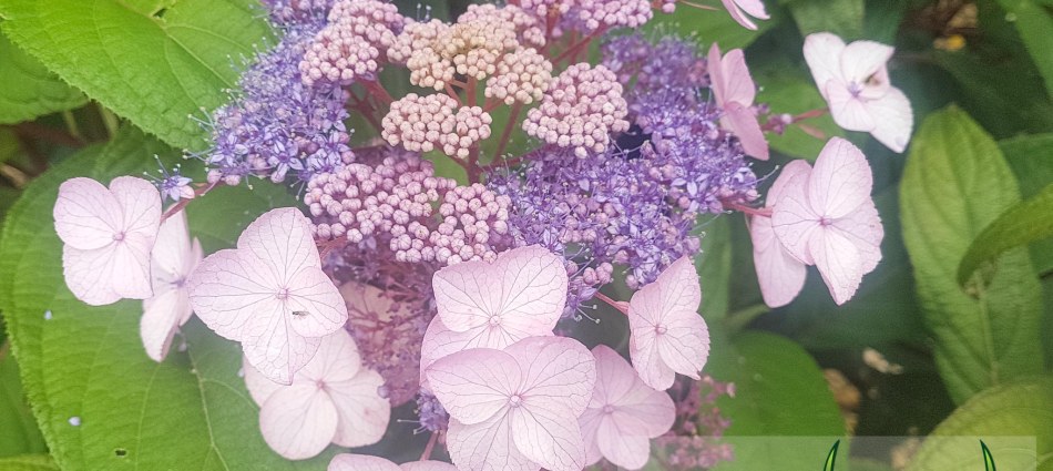 Hydrangea aspera Pink Lace