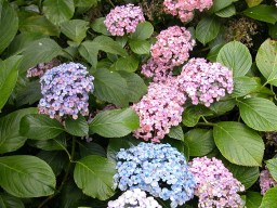 Hydrangea macrophylla Ayesha