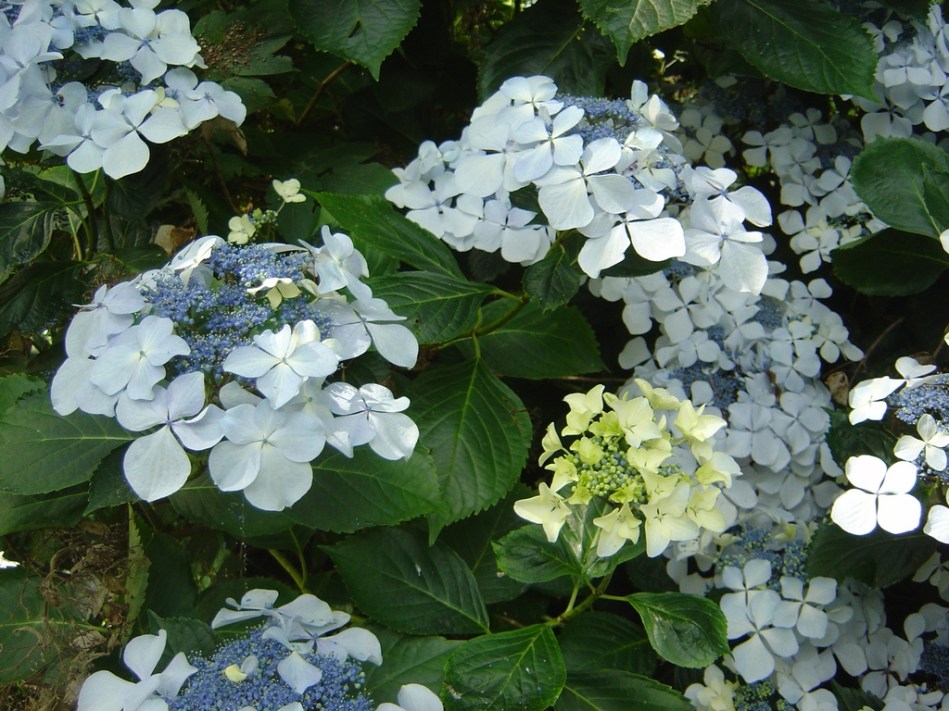 Hydrangea Beaute Vendomoise