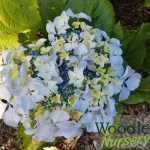 Hydrangea macrophylla Beaute Vendomoise