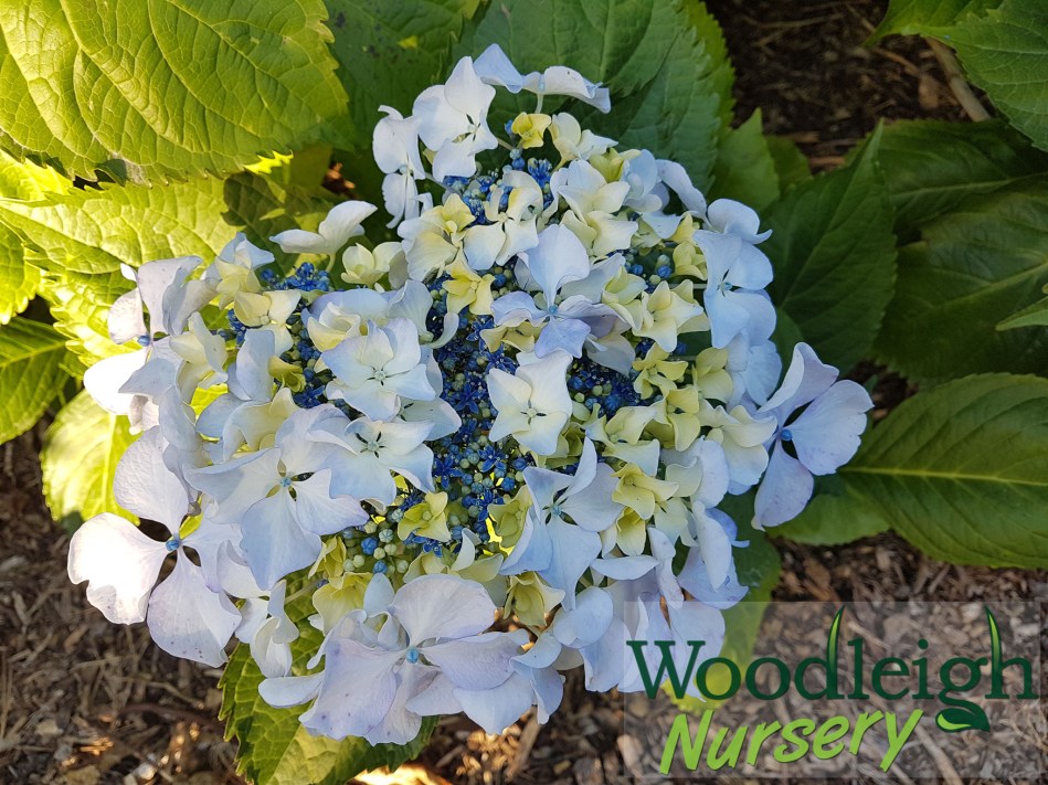 Hydrangea macrophylla Beaute Vendomoise