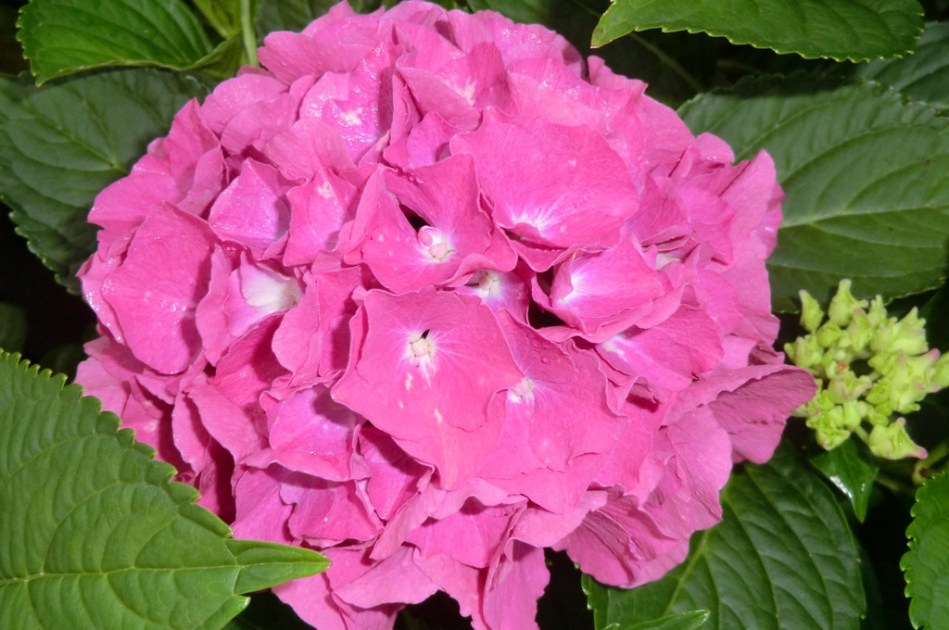 Hydrangea macrophylla Birgit Blue