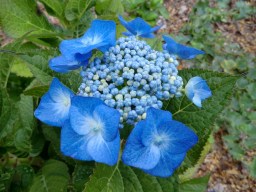 Hydrangea macrophylla Blaumeise (Blue&nbsp;Meisse)