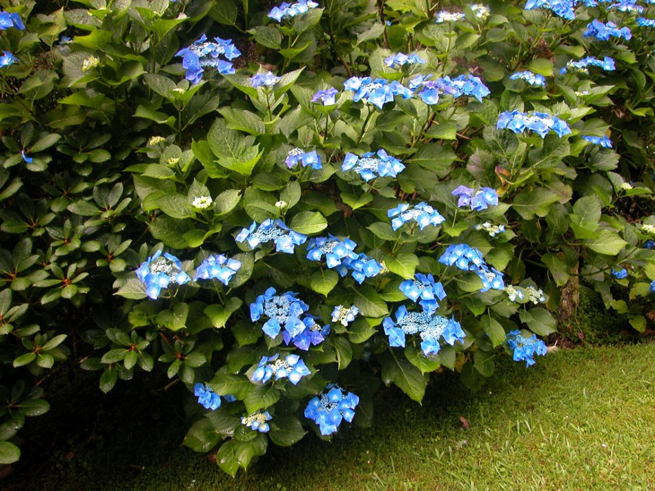 Hydrangea macrophylla Blaumeise (Blue Meisse)