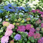 Bouquet of Hydrangeas