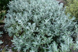 Brachyglottis greyii