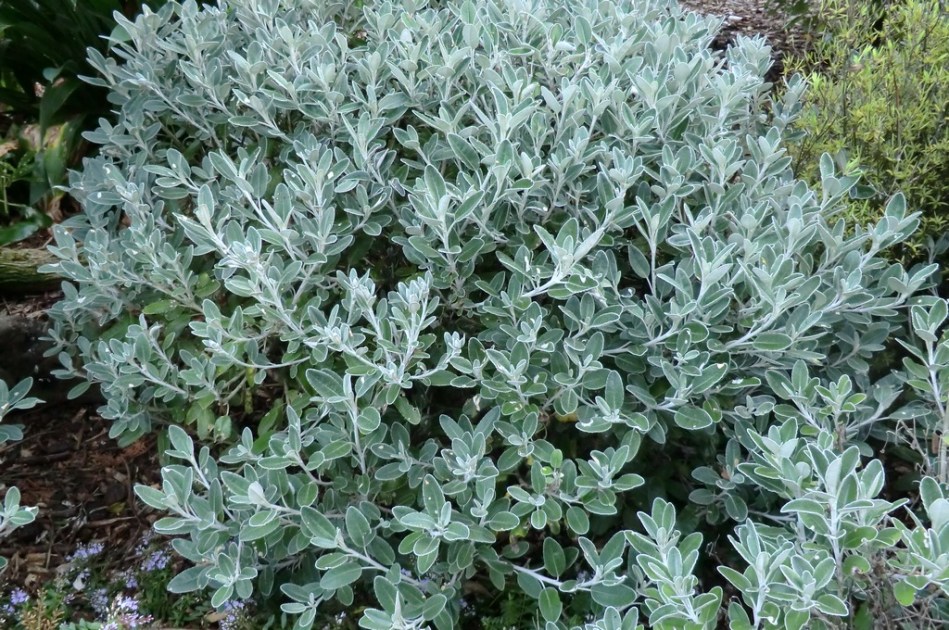 Brachyglottis greyii