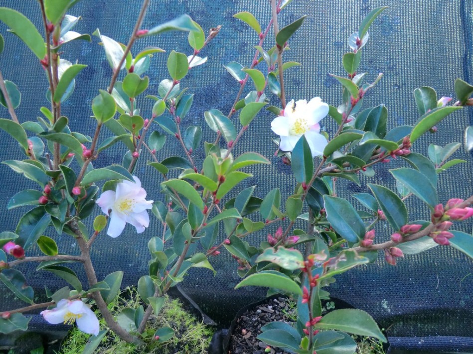 Camellia Fairy Blush