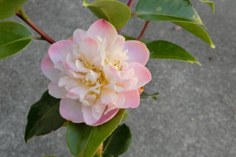 Camellia High Fragrance