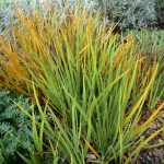 Libertia peregrinans (NZ Iris)