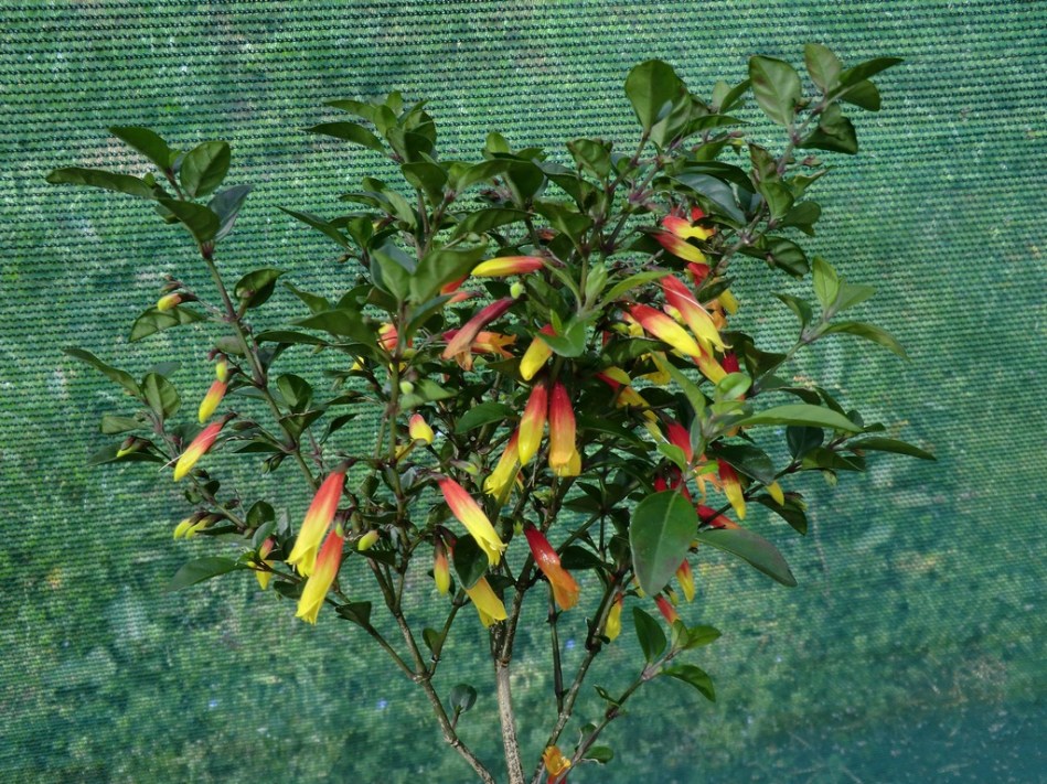 Jacobinia pauciflora